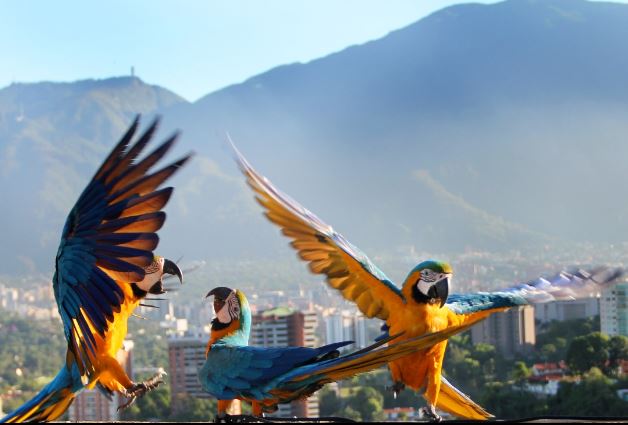 Venezuela destaca como destino privilegiado para el aviturismo mundial